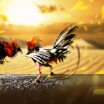 Memilih Situs Judi Sabung Ayam Terpercaya