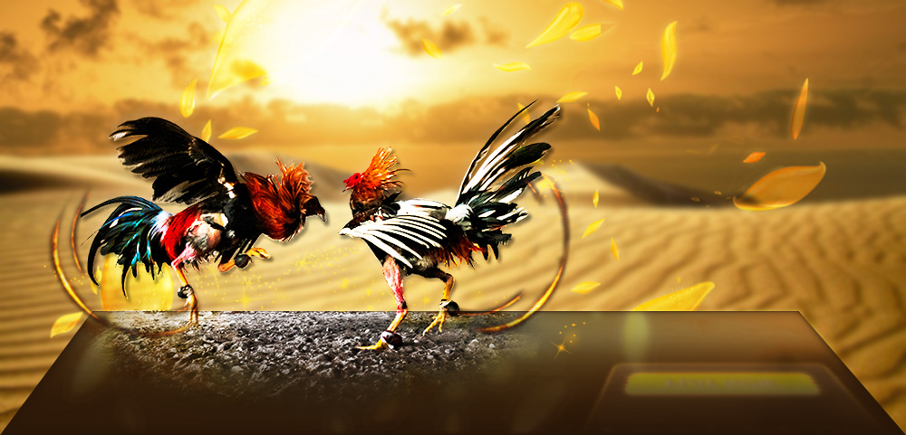 Memilih Situs Judi Sabung Ayam Terpercaya