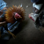 Judi Sistem Streaming