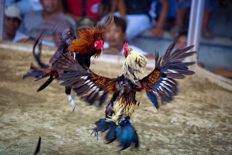 Permainan Judi Sabung Ayam Online