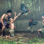 Cara Daftar dan Login di Agen Sabung Ayam