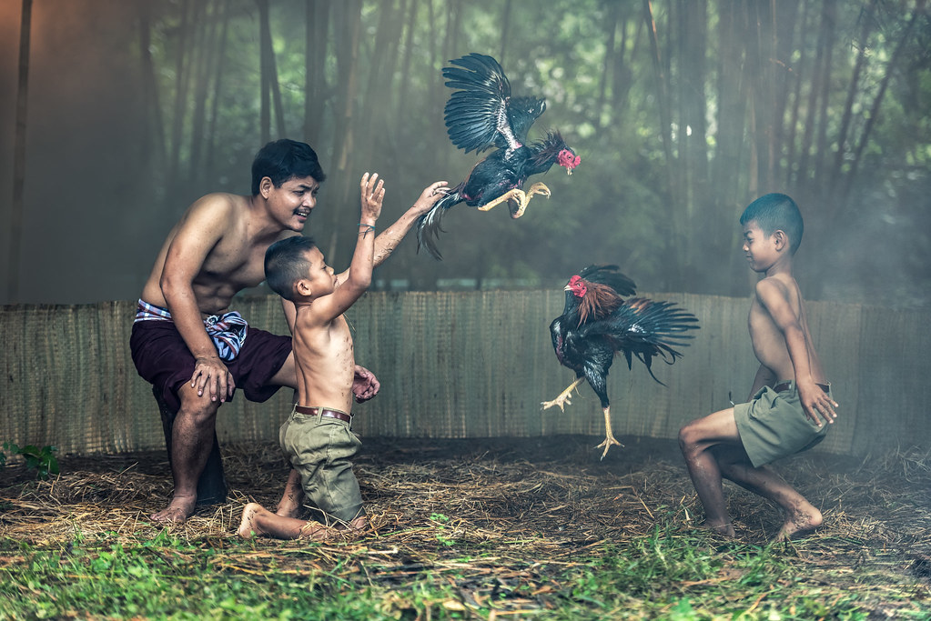 Cara Daftar dan Login di Agen Sabung Ayam